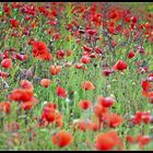 .Mohn3.