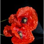 ~ Mohn3 ~