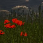 Mohn3