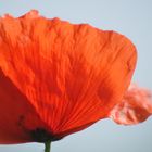 Mohn3