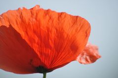 Mohn3