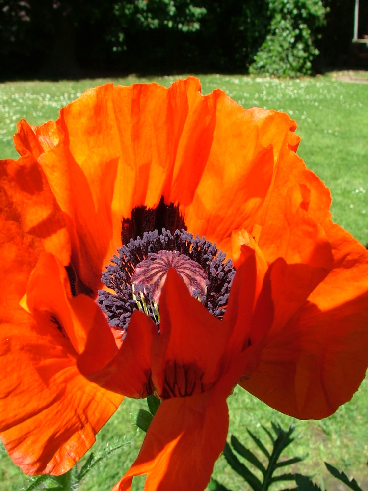 Mohn3