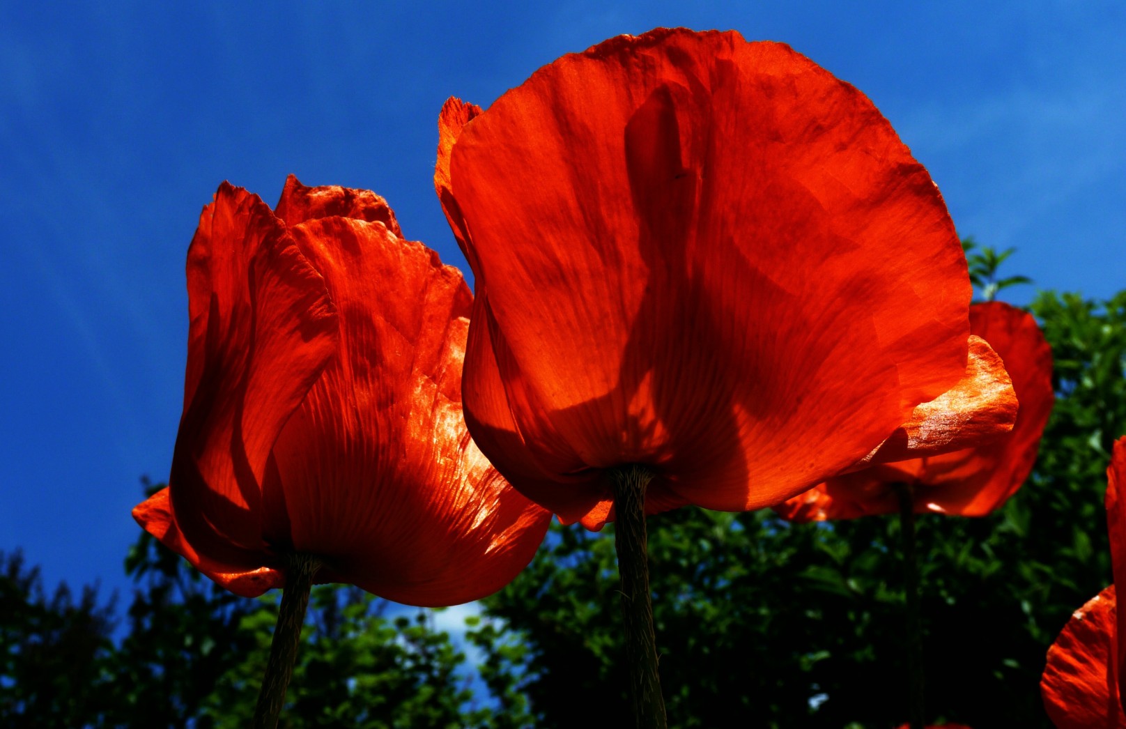 Mohn4