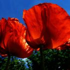 Mohn4