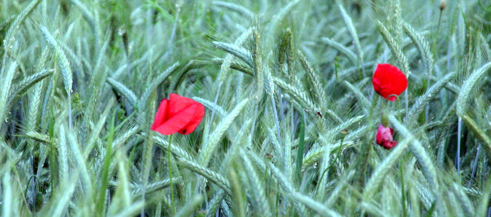 mohn4