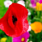 Mohn4