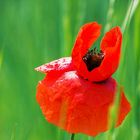 Mohn4