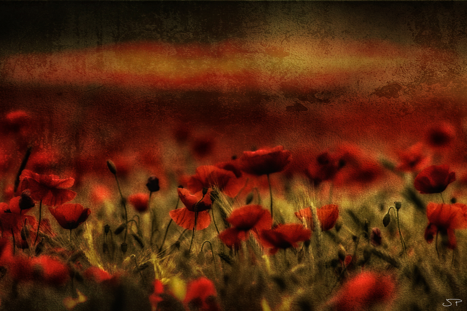 Mohn4