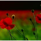 Mohn4