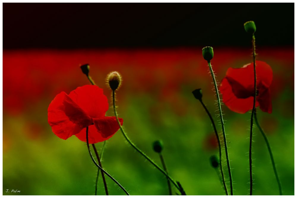 Mohn4