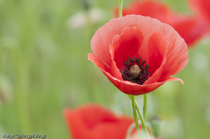 Mohn_4