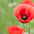 Mohn_4