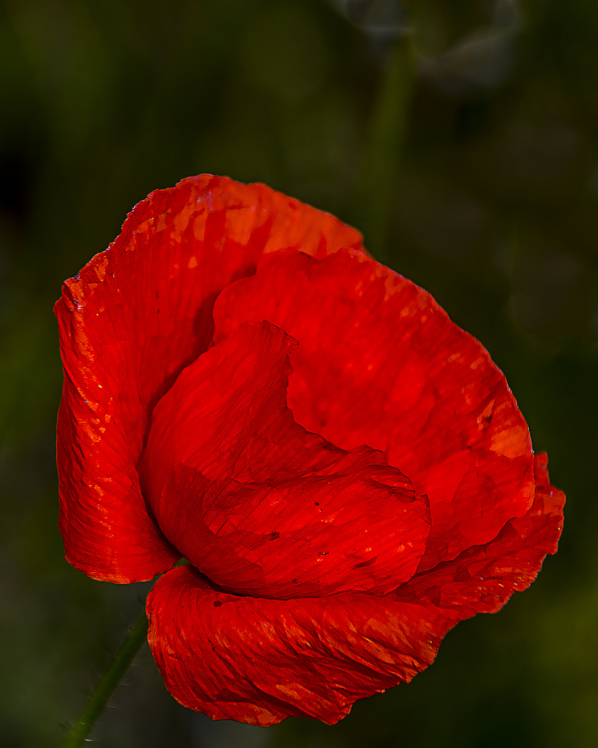 Mohn_4336