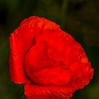 Mohn_4336