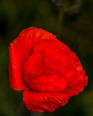 Mohn_4336