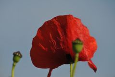 Mohn5