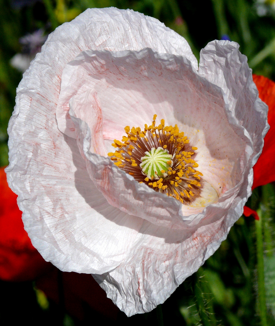 Mohn5