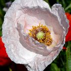 Mohn5