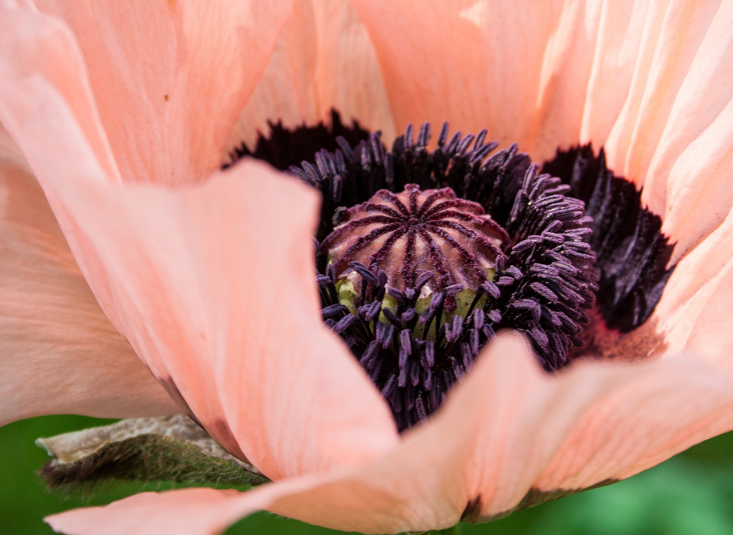 Mohn5