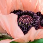 Mohn5