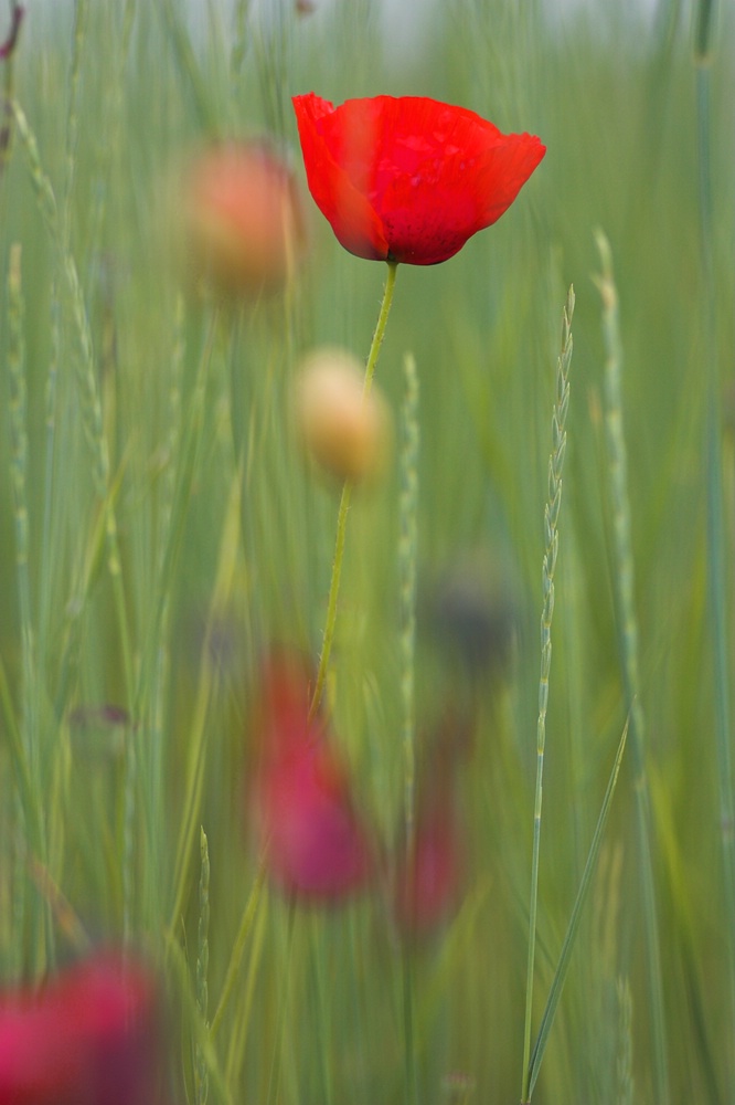 Mohn5