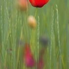 Mohn5