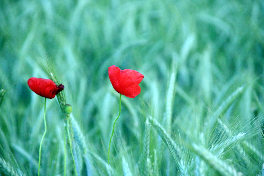 mohn5