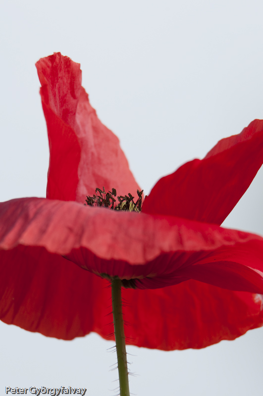 Mohn_5