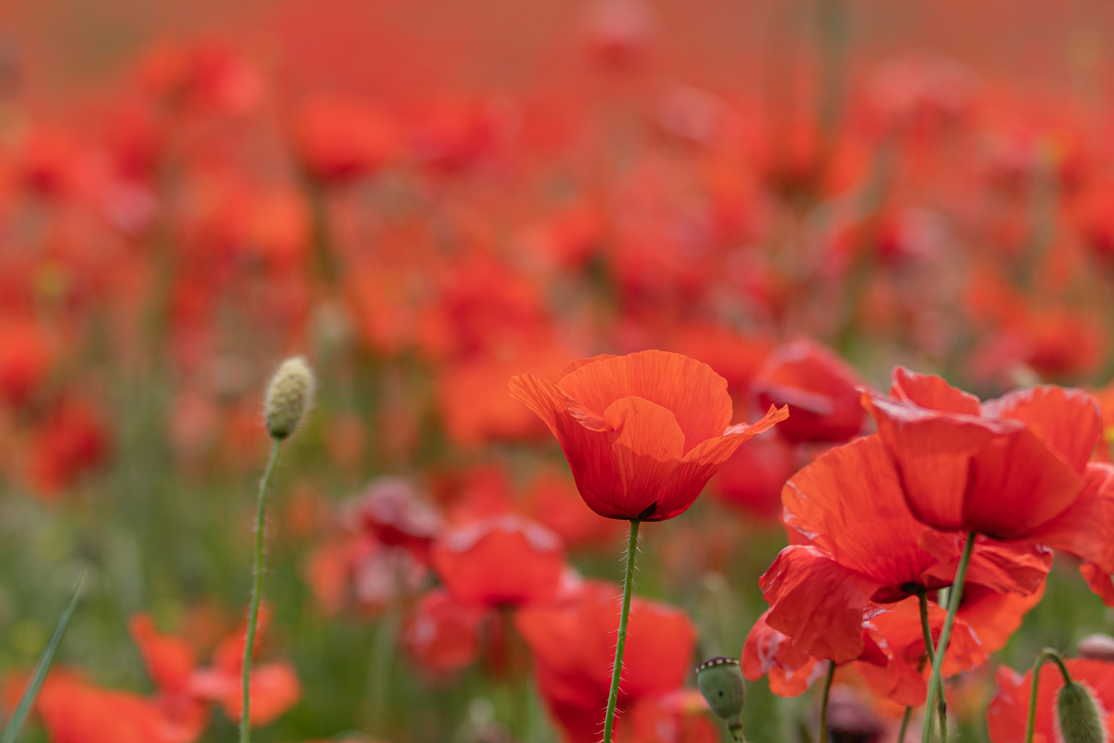 Mohn_5825