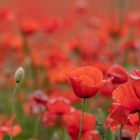 Mohn_5825