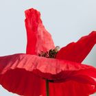 Mohn_6