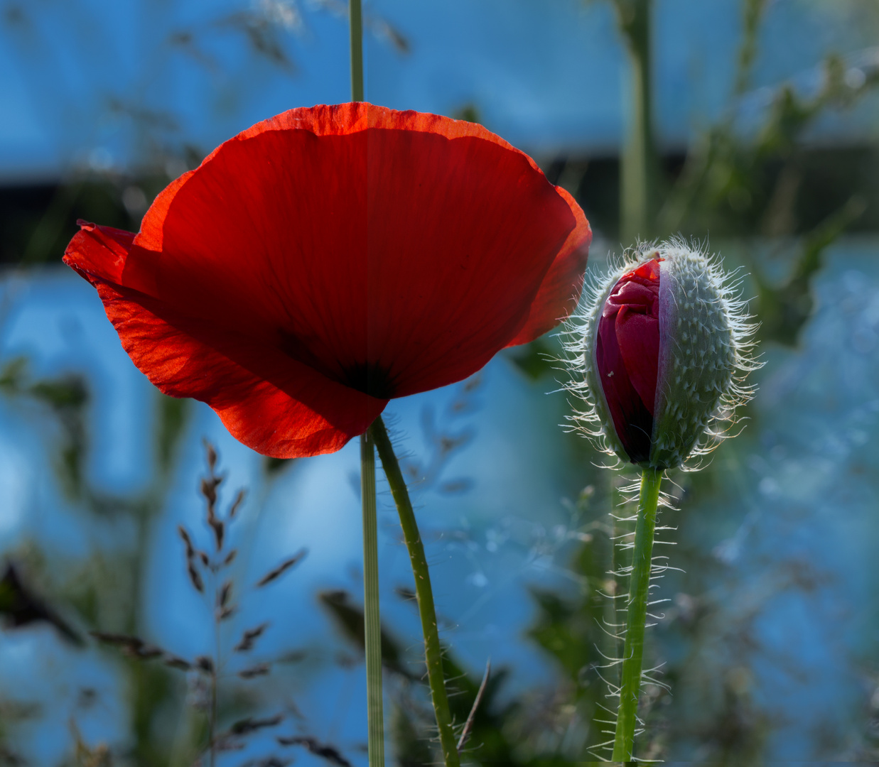 Mohn63