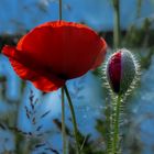 Mohn63