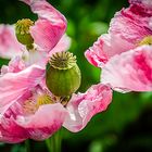 mohn_7