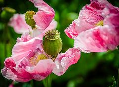 mohn_7