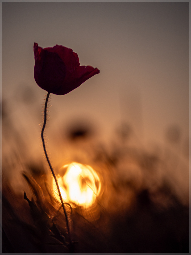 Mohn#93148