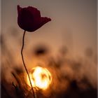 Mohn#93148