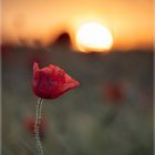 Mohn#93189