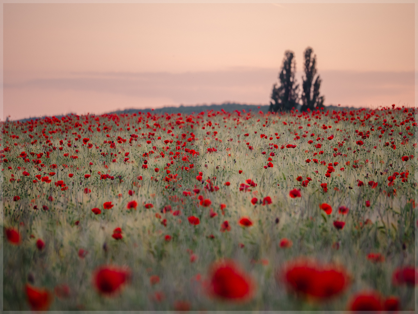 Mohn#93204