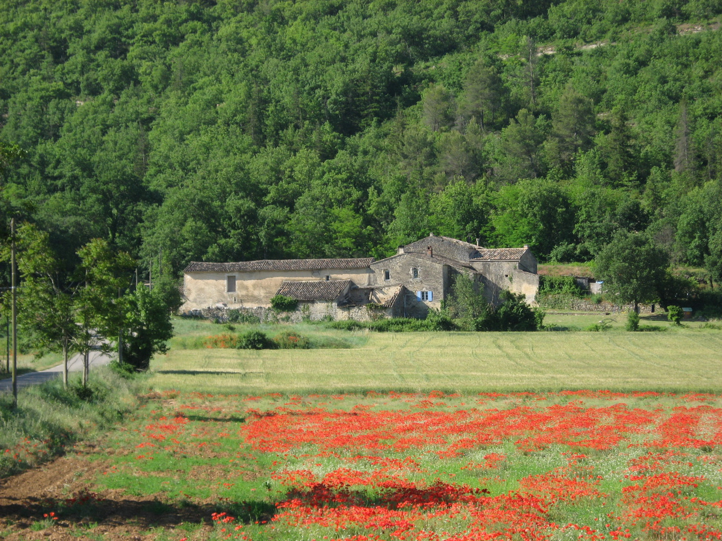 Mohnanbau in der Provence