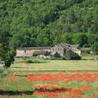 Mohnanbau in der Provence