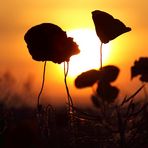 Mohnanbeter beim Sonnenuntergang