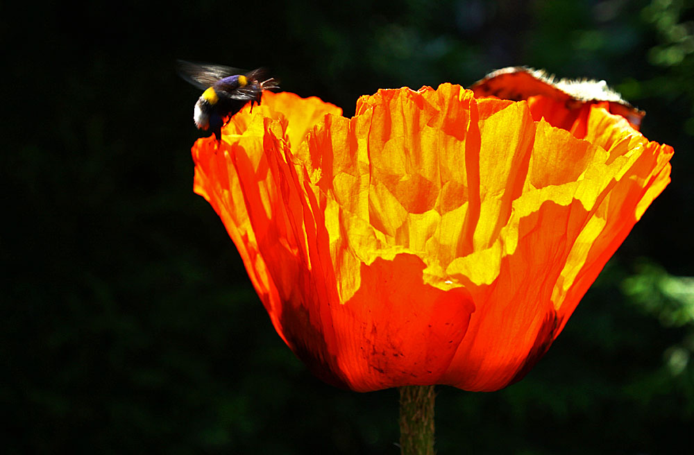 Mohn(anflug)