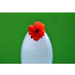 mohn.artiges