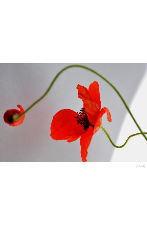 mohn.artiges[4]