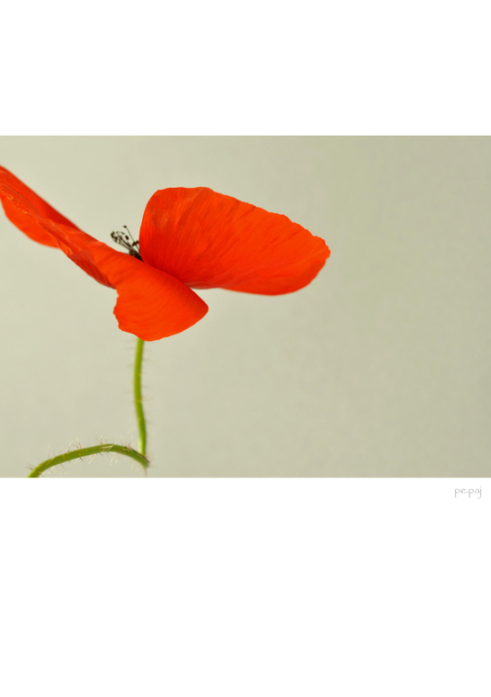 mohn.artiges[5]