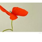 mohn.artiges[5]