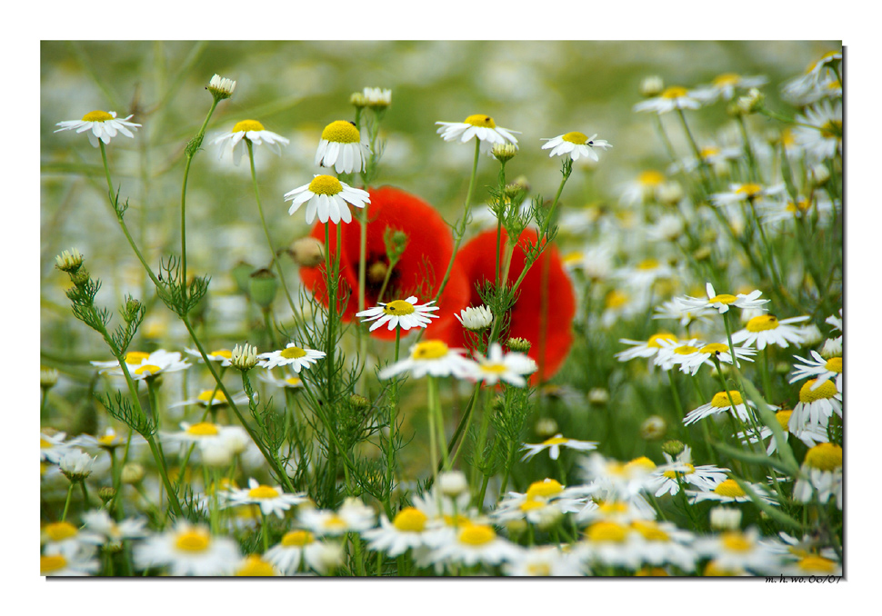 Mohn"augen"...........