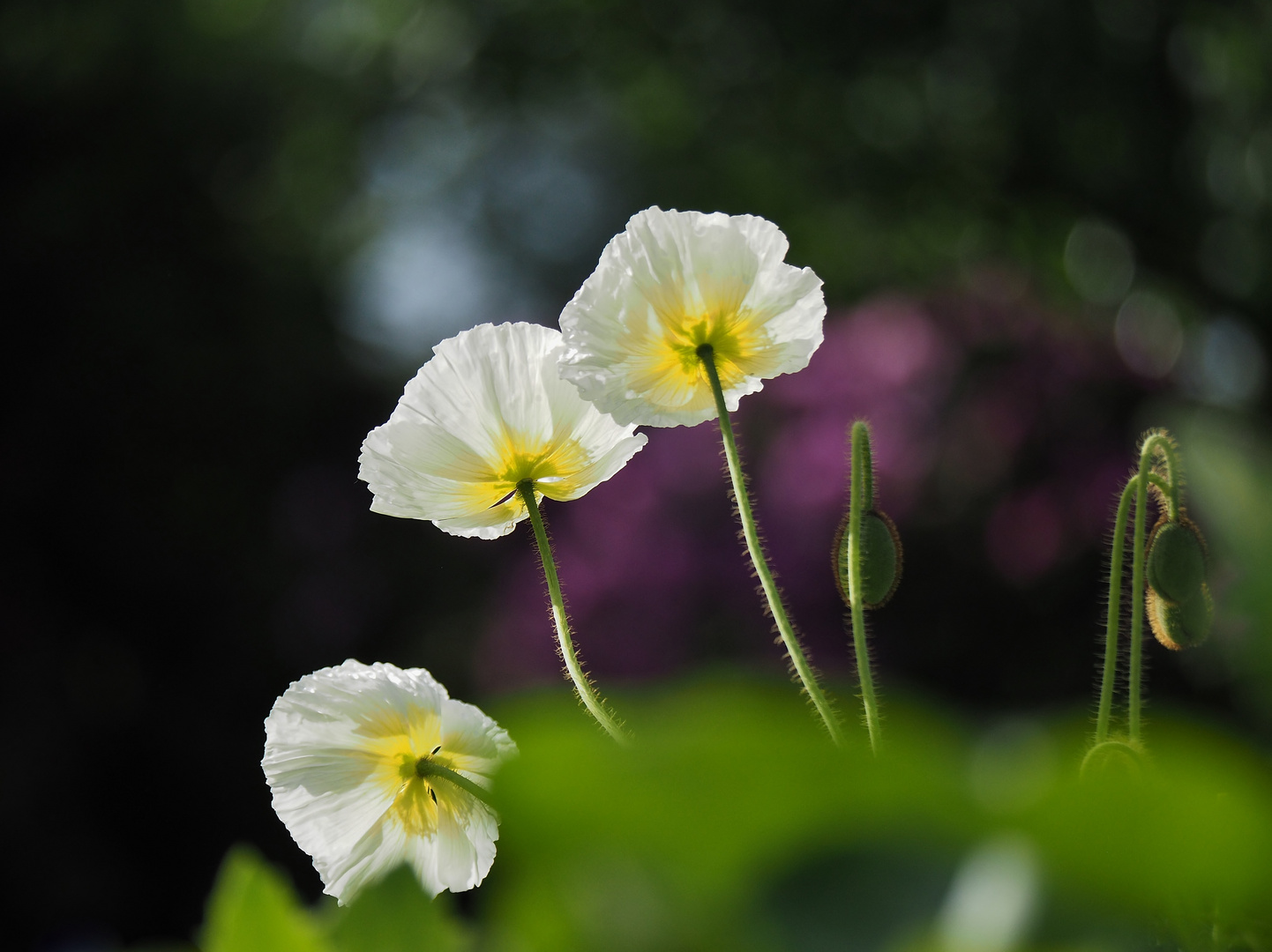 "Mohn.Ballett."