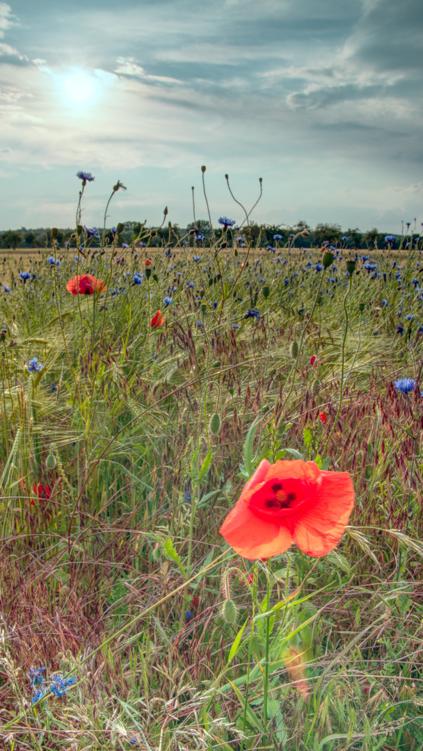 Mohnbblume im Feld